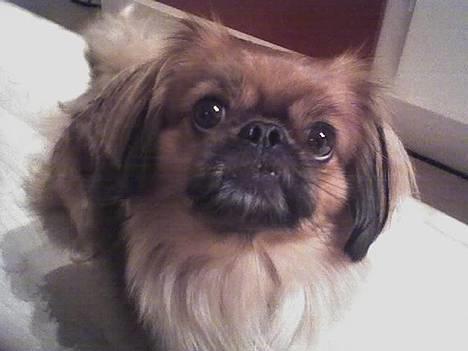 Tibetansk spaniel Teddy  R.I.P. - Hvad har du der mor?? billede 8