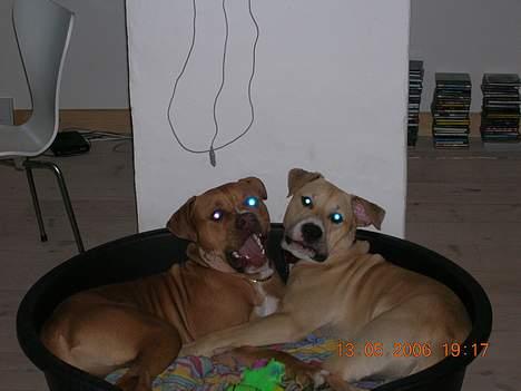 Blanding af racer Boey DØD - Louie min bedste ven er kommet på besøg fra Århus.. dejligt! billede 8