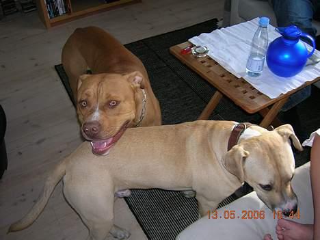 Blanding af racer Boey DØD - Louie og jeg går og hygger lidt.. Louie er også på galleriet. Han er ren Amstaff.. billede 9