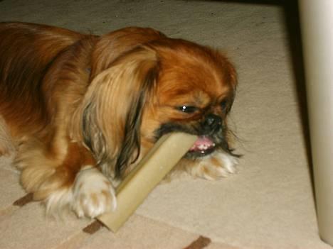 Tibetansk spaniel Teddy  R.I.P. - Iiih altså, hvad er det for en guffepind, kan ik´ finde ud af at spise den!!! billede 10