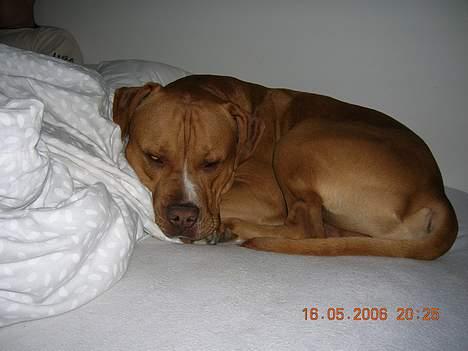 Blanding af racer Boey DØD - Så søvnig man kan blive.. putter mig i mors seng..  billede 10