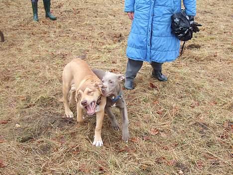 Amerikansk staffordshire terrier Bisse Big Boom - Arh!!! Cody den får du igen! billede 15