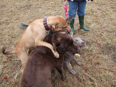 Amerikansk staffordshire terrier Bisse Big Boom - KONGEN AF HUNDESKOVEN!!! billede 16