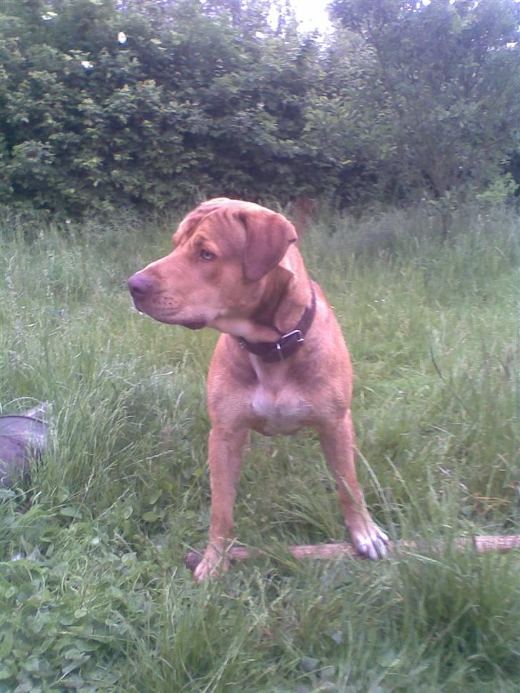 Amerikansk staffordshire terrier Bisse Big Boom - bred og parat =) billede 17