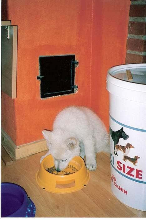 Hvid schæfer Escha - Smask. Smaskk.. Mmm jeg er en lille madgris billede 11