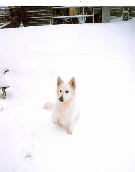 Hvid schæfer Escha - kan du finde mig..?? billede 12