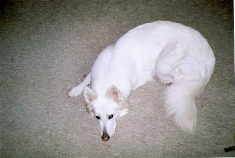 Hvid schæfer Escha - Hej mor.. Se hvor fint jeg har krøllet mig sammen billede 14