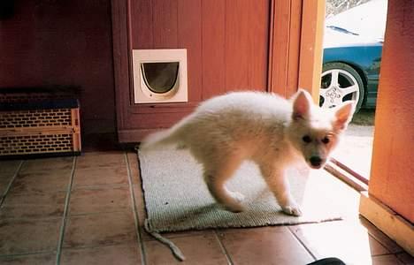 Hvid schæfer Escha - Uh ah.. tror altså snart ikke jeg kan holde  mig mere.. billede 15