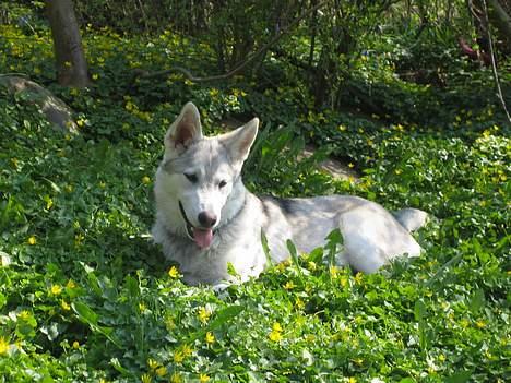 Blanding af racer Kayla billede 10