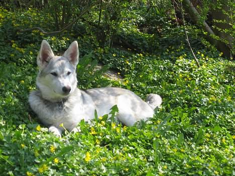 Blanding af racer Kayla billede 11