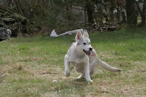 Blanding af racer Kayla - Der er fart på, når man leger... billede 12