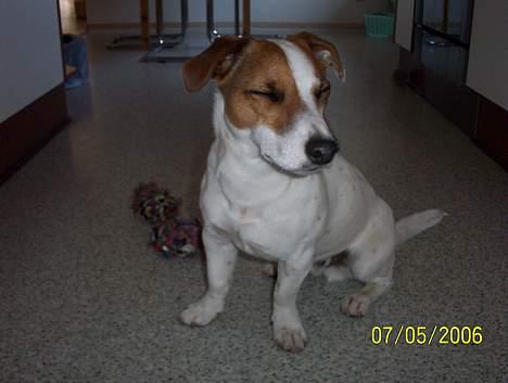 Jack russell terrier Monster - uhhh.. lidt træt.. billede 19