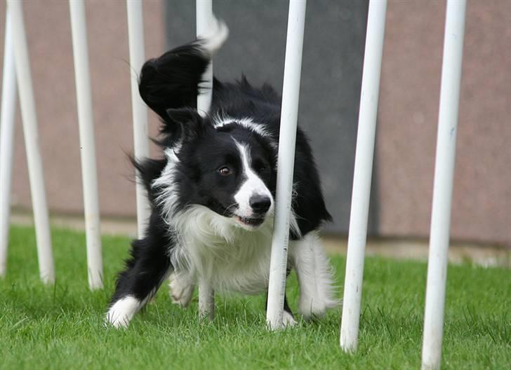 Border collie Tarco *himmelhund* - Tarco løber en super hurtig slalom (billedet er taget af Åsa E) billede 18