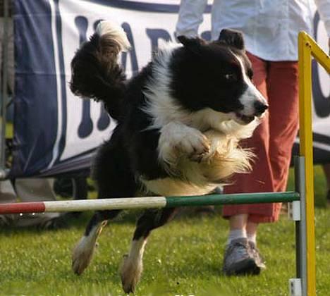 Border collie Tarco *himmelhund* - Tarco ved European Open 2006 i Luxembourgh billede 20