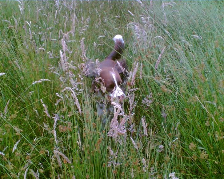 Engelsk springer spaniel kvik billede 15