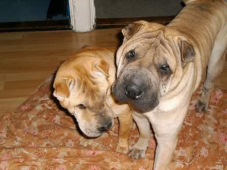 Shar pei pongo billede 9