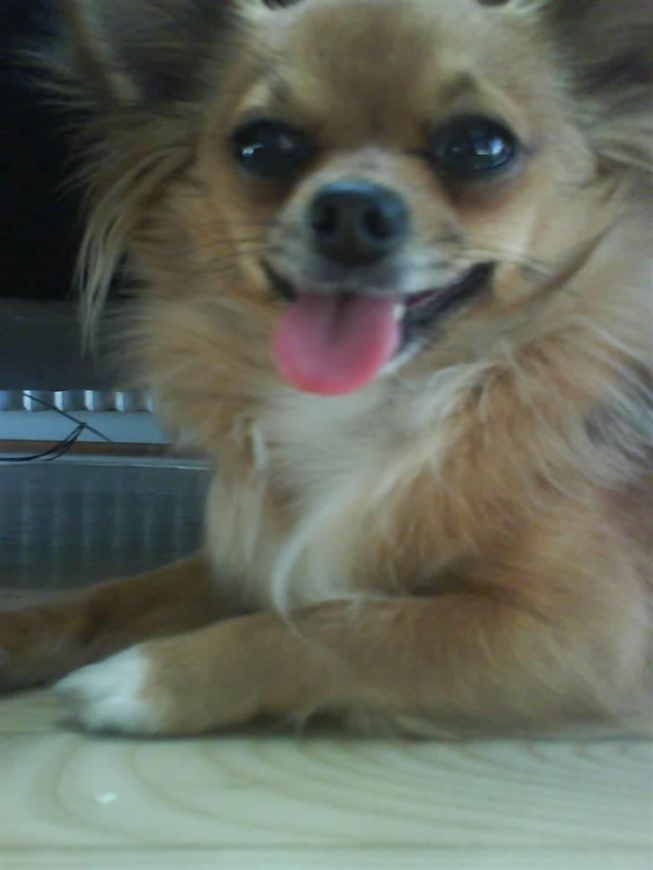 Chihuahua SHENA <3  - shena <3 billede 1