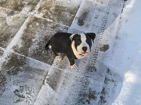 Amerikansk staffordshire terrier Chico (Armani) - Da jeg var lille ;) billede 2