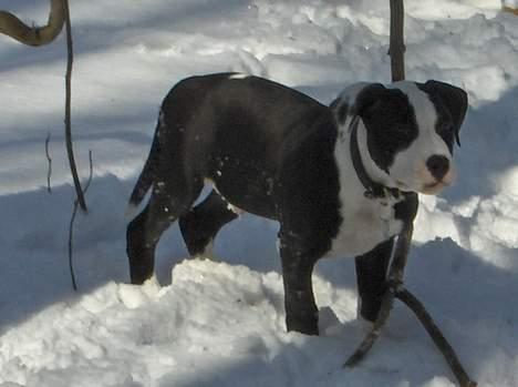 Amerikansk staffordshire terrier Chico (Armani) - Da jeg var lille ;) billede 3