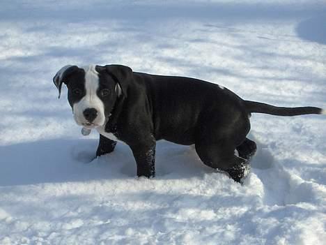 Amerikansk staffordshire terrier Chico (Armani) - Da jeg var lille ;) billede 4