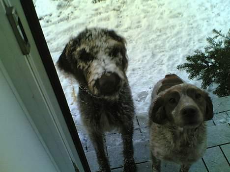 Ruhåret hønsehund Bella - Hvad? Har jeg noget i hovedet? billede 1