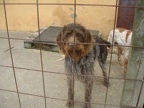 Ruhåret hønsehund Bella - Her er Bella! billede 2