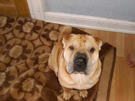 Shar pei Jiggie billede 1