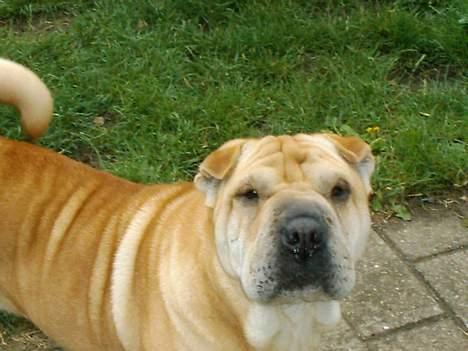 Shar pei Jiggie billede 2