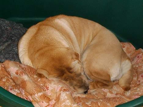 Shar pei Jiggie billede 3