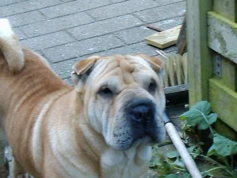 Shar pei Jiggie billede 5