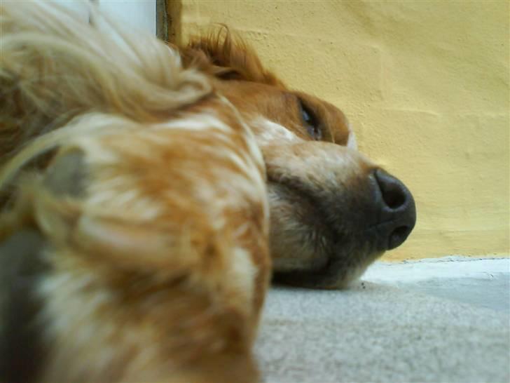 Breton Rex - Afslapning i sommersolen :) billede 1