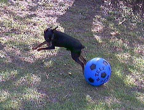 Blanding af racer Dino billede 4