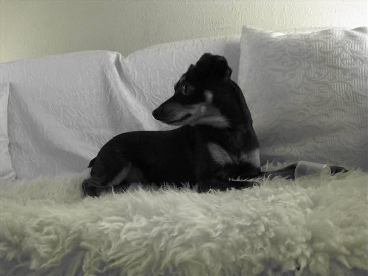 Blanding af racer Dino billede 5