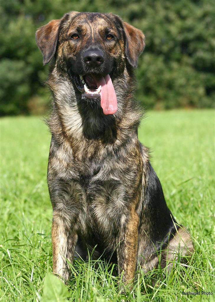 Blanding af racer Columbo "Oh, there's just - Af *Skiilotte*  - Flotter mig billede 13