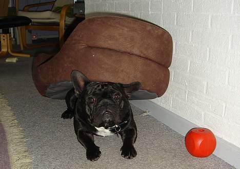 Fransk bulldog Gordon - Jeg elsker at være fjollet... billede 15