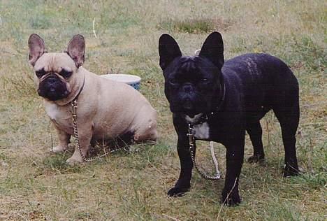 Fransk bulldog Gordon - Mig og min bedste ven Dafne billede 16