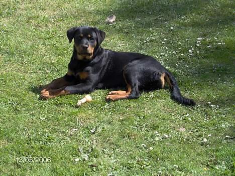 Rottweiler Sally - Sally 6 mdr billede 17
