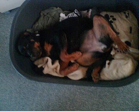 Rottweiler Viva billede 10