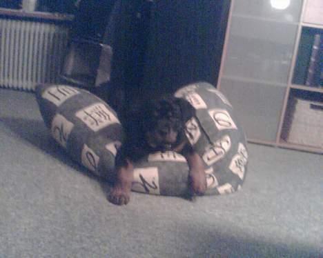 Rottweiler Viva billede 11