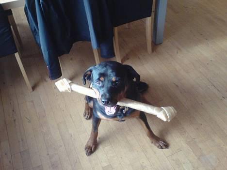 Rottweiler Viva billede 12