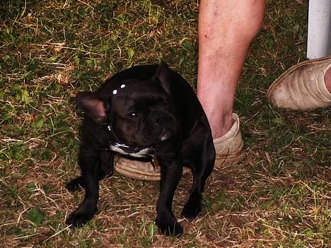 Fransk bulldog Futte - Nyder livet på camping... især når "bedstefar" spiller på harmonika og bevæger sin fod.. billede 9