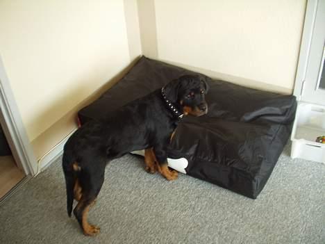 Rottweiler Viva billede 13