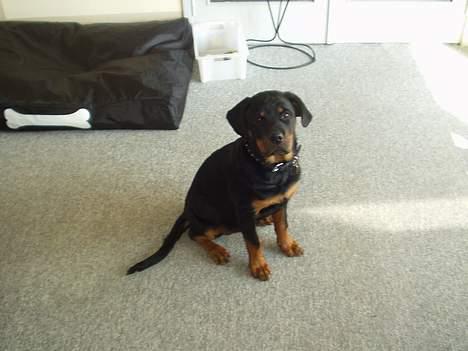 Rottweiler Viva billede 14