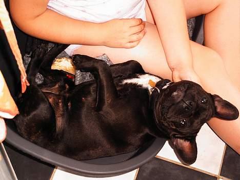 Fransk bulldog Futte - Hvor er det dejligt når der er plads til flere i min kurv og at de gider kæle for mig... billede 10