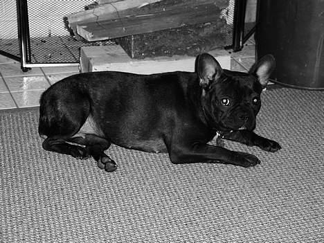 Fransk bulldog Futte - Sådan en kold decemberdag er det rigtig dejligt og være i "sommerhus" med pejs..... billede 11