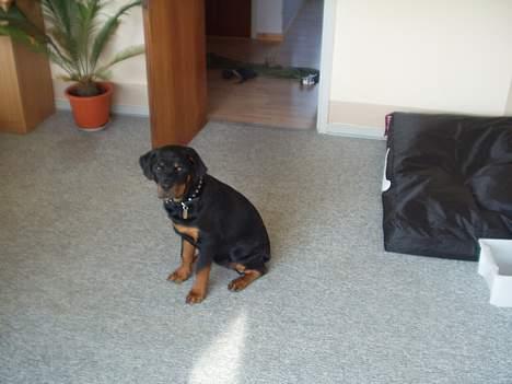 Rottweiler Viva billede 15