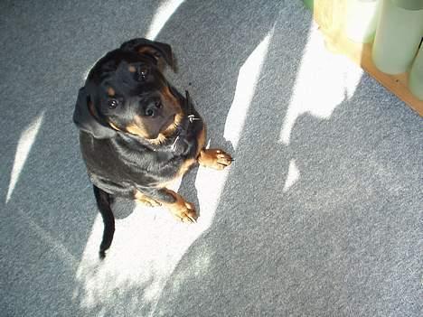 Rottweiler Viva billede 16