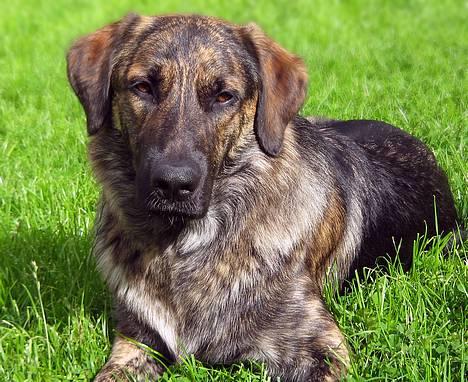 Blanding af racer Columbo "Oh, there's just - Nyder lige det der nok er sommerens sidste solstråler. 3/9-06 billede 14