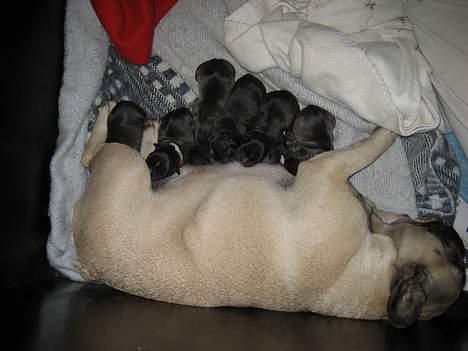 Fransk bulldog Sashimi - grisepigen med sine grislinger billede 13