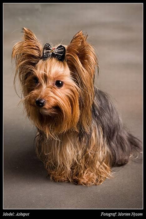 Yorkshire terrier Askepot billede 1